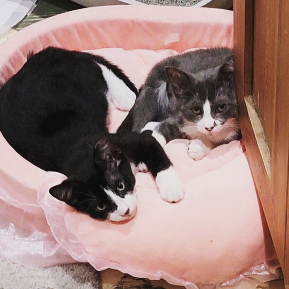 My Foster babies and my TNR Community Cats